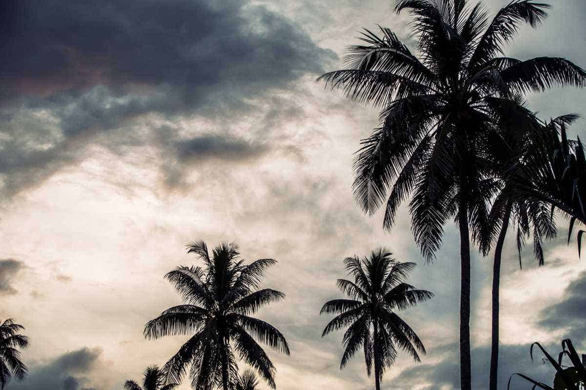 a stormy sunset sky with palm tree silhouettes