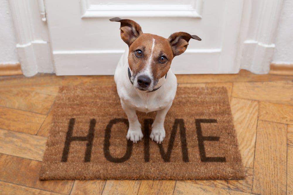 A dog sitting on a welcome mat
