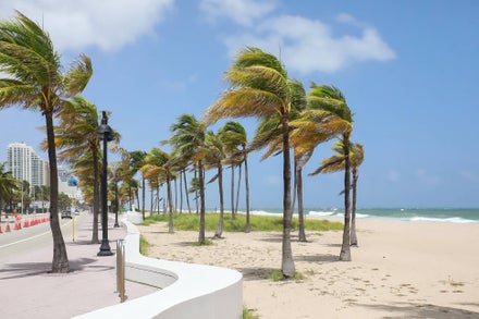 A beach with palm trees
