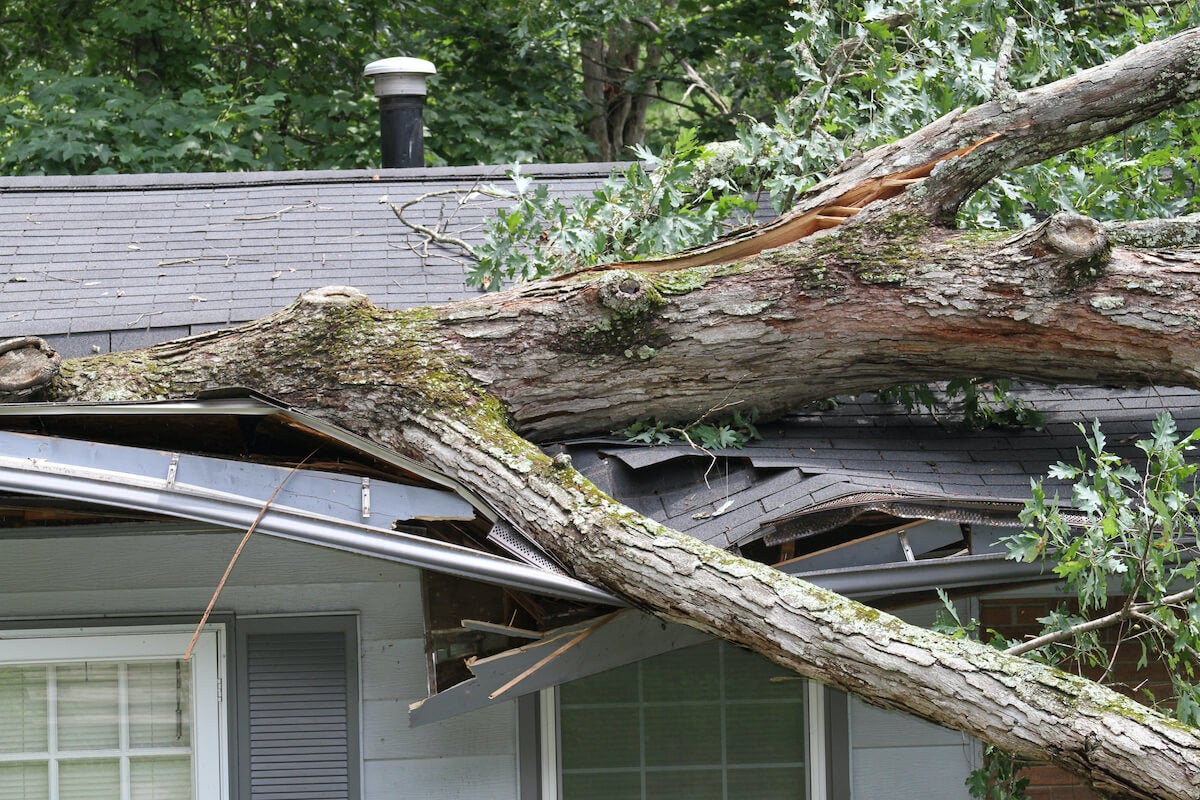Large oak tree punctures roof on house