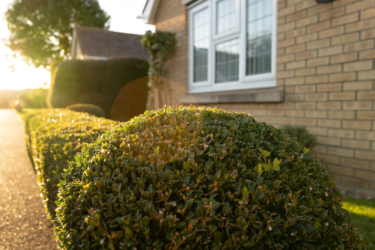 A row of neatly trimmed bushes along the side of a home