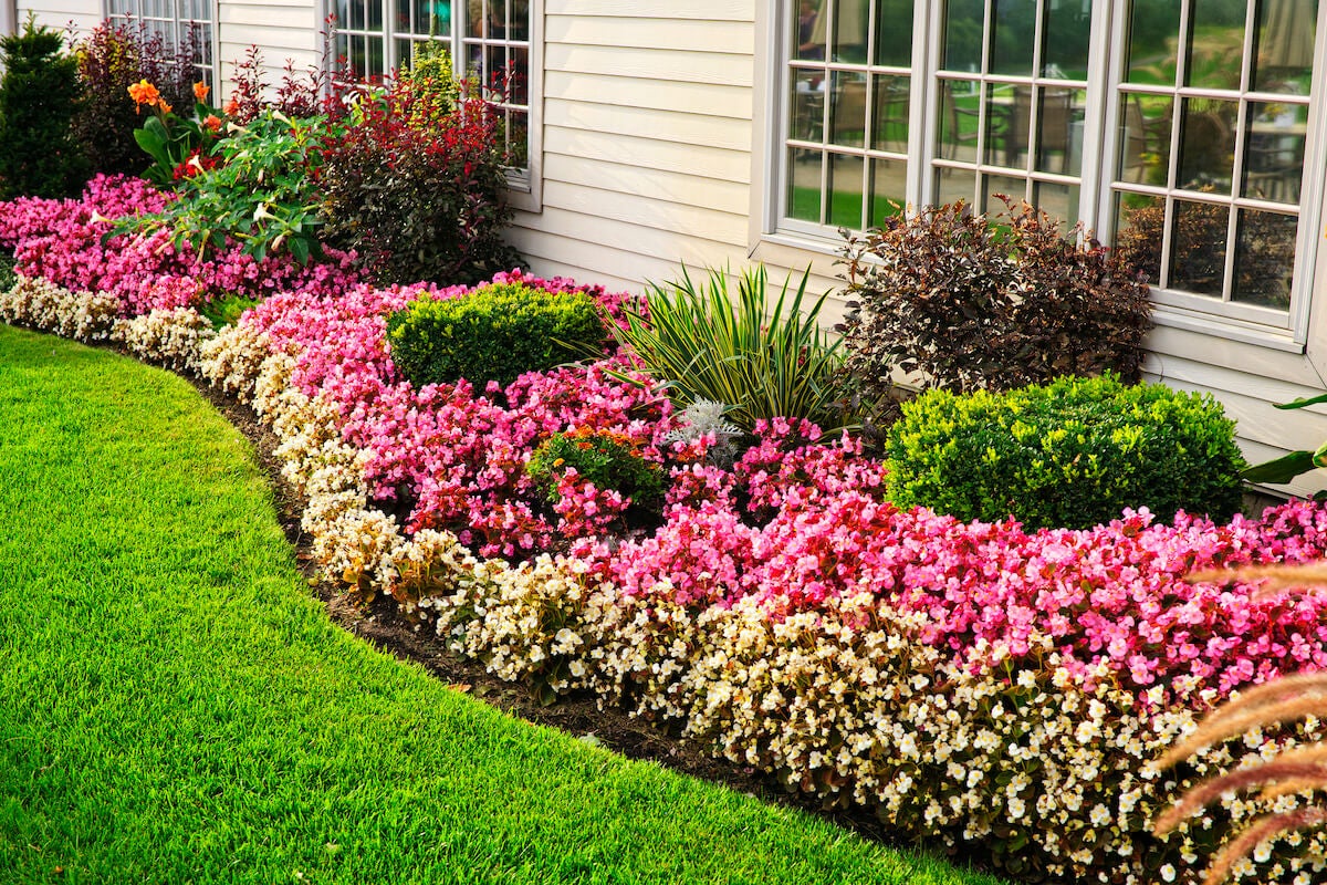 Closeup of colorful flower garden in front of a white house