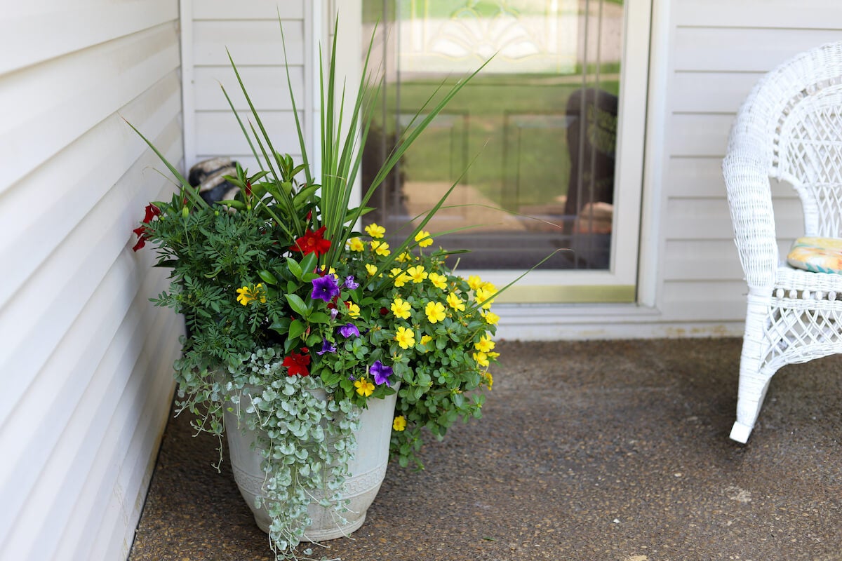 A cement planter holding purple, yellow, and red flowers on the front porch of a white home