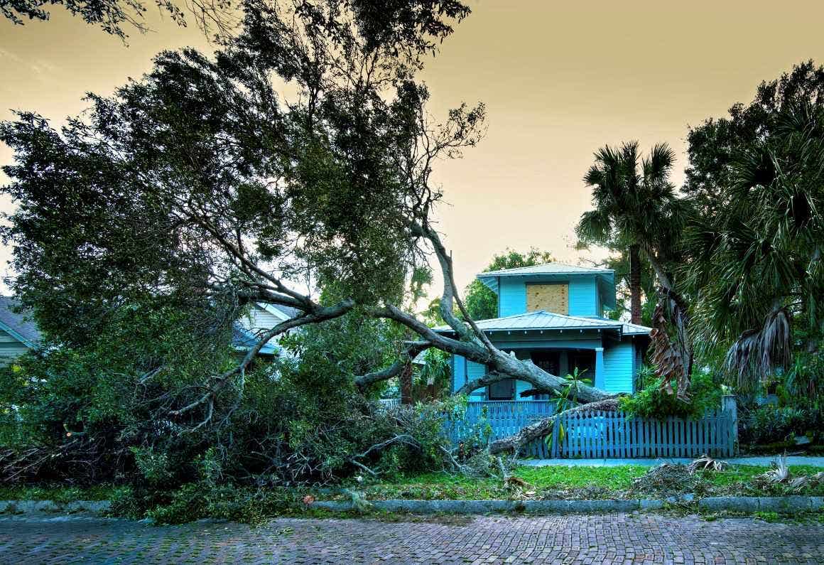 Strong winds from a hurricane have toppled over an oak tree in a residential neighborhood.