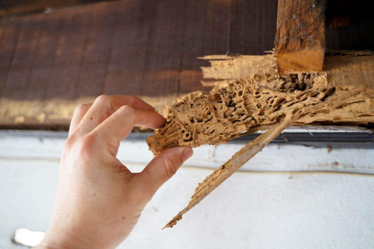 A hand pulling at wood damaged by termites