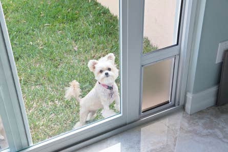 A small white dog looks in through a window next to a dog door inserted in a sliding glass door