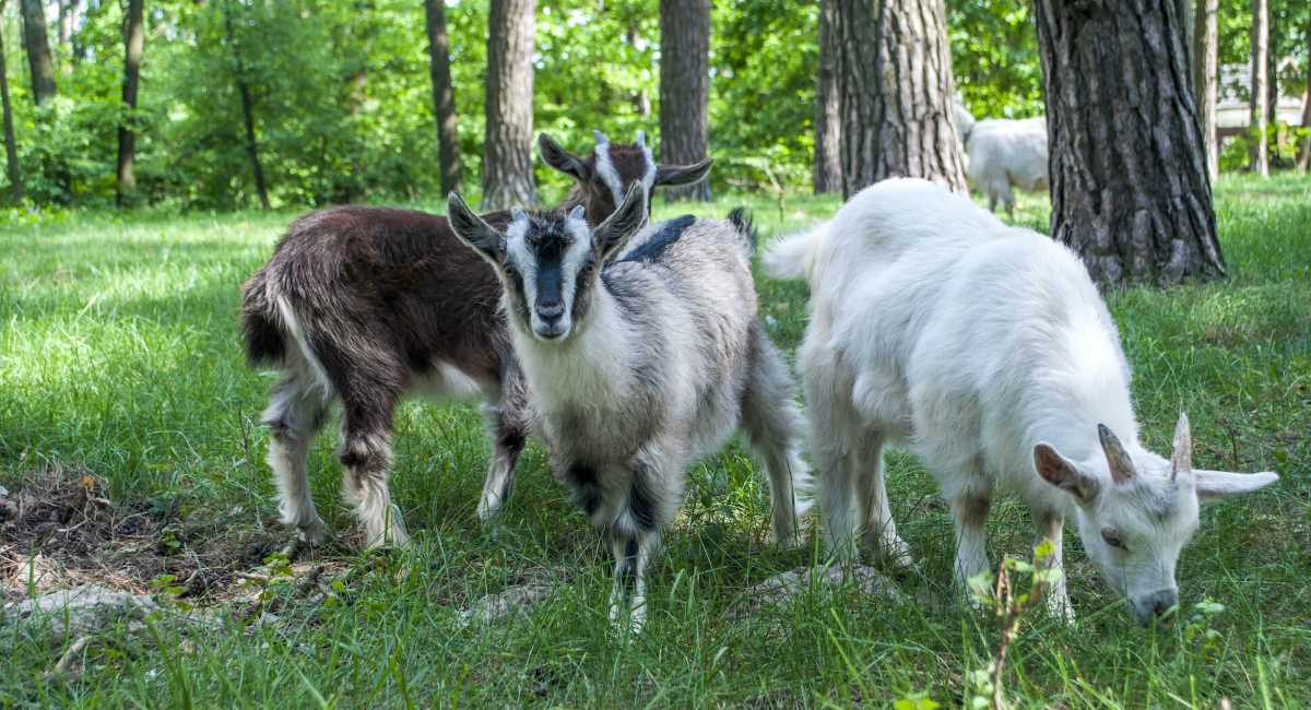 Three goats on a lawn