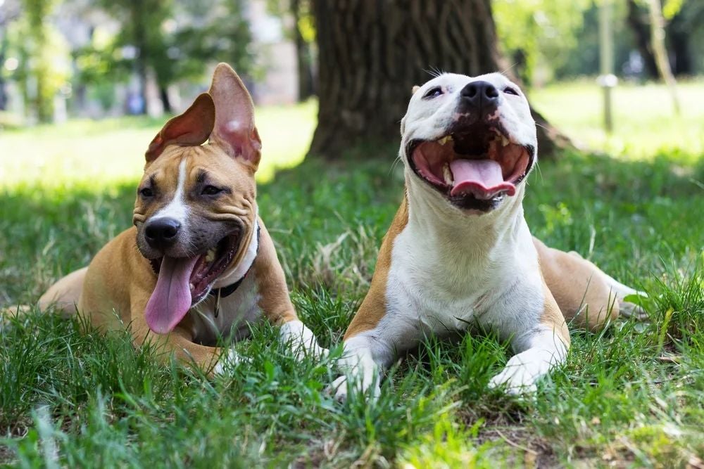 Two happy dogs sit in the grass by a tree