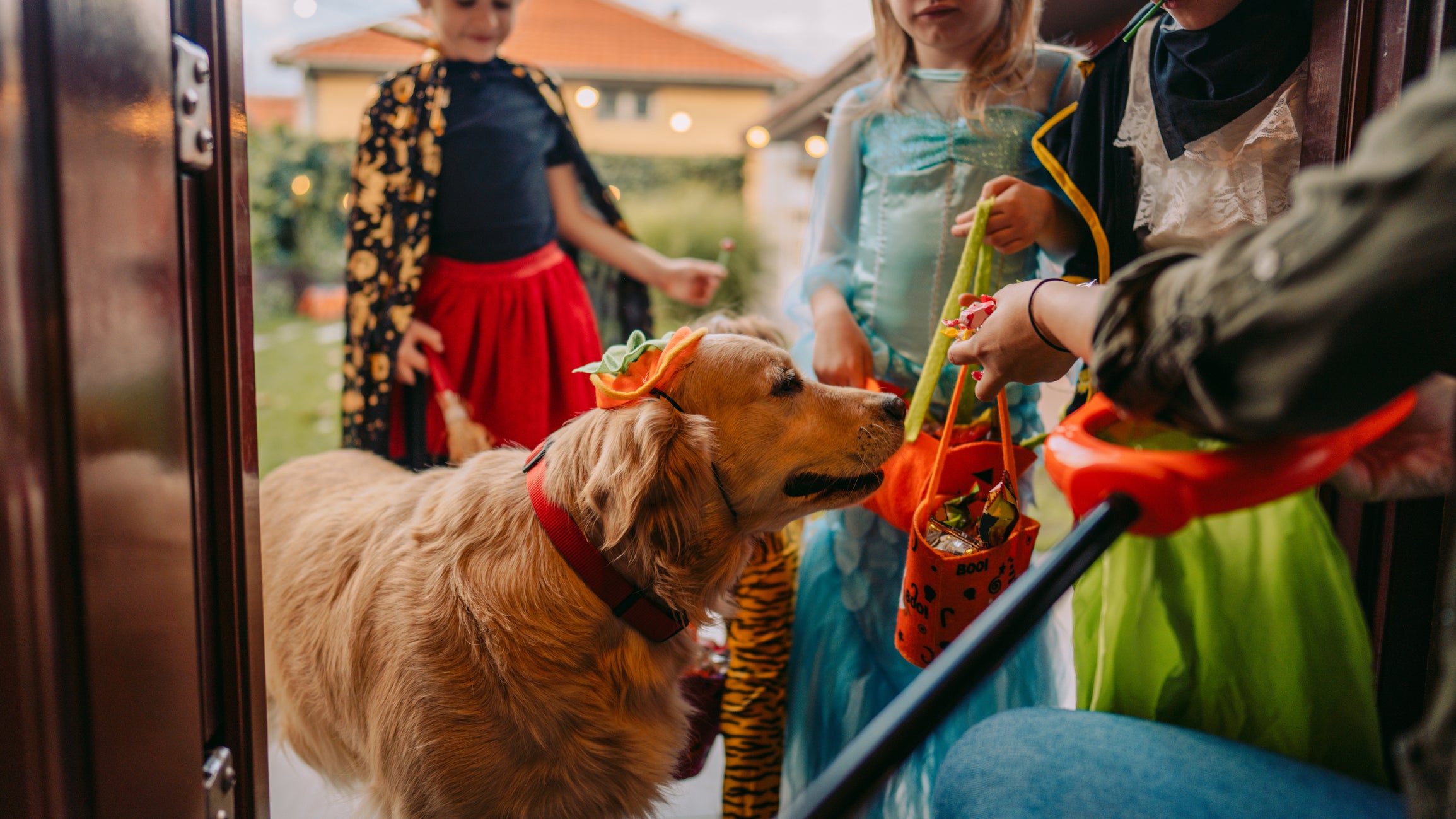 golden retriever in a pumpkin costume surrounded by children in costumes