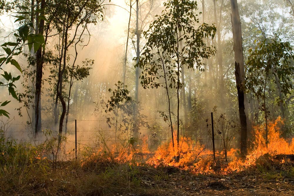 A small wildfire burns in the forrest