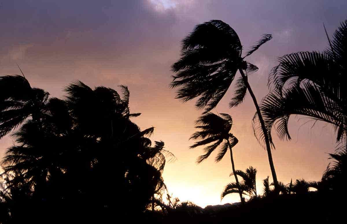 Palm trees getting blown around by high winds of a tropical storm.