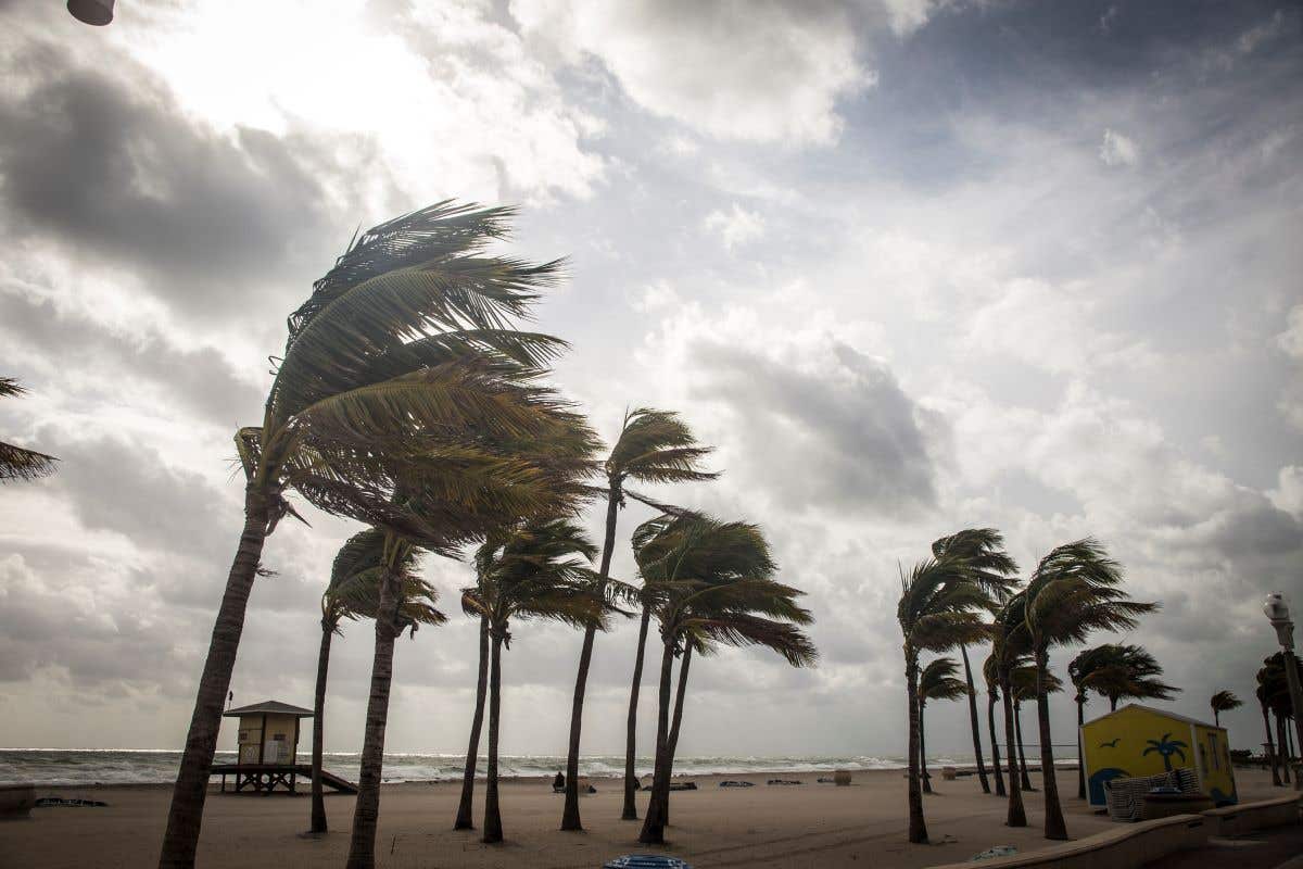 Palm trees bending in a heavy wind