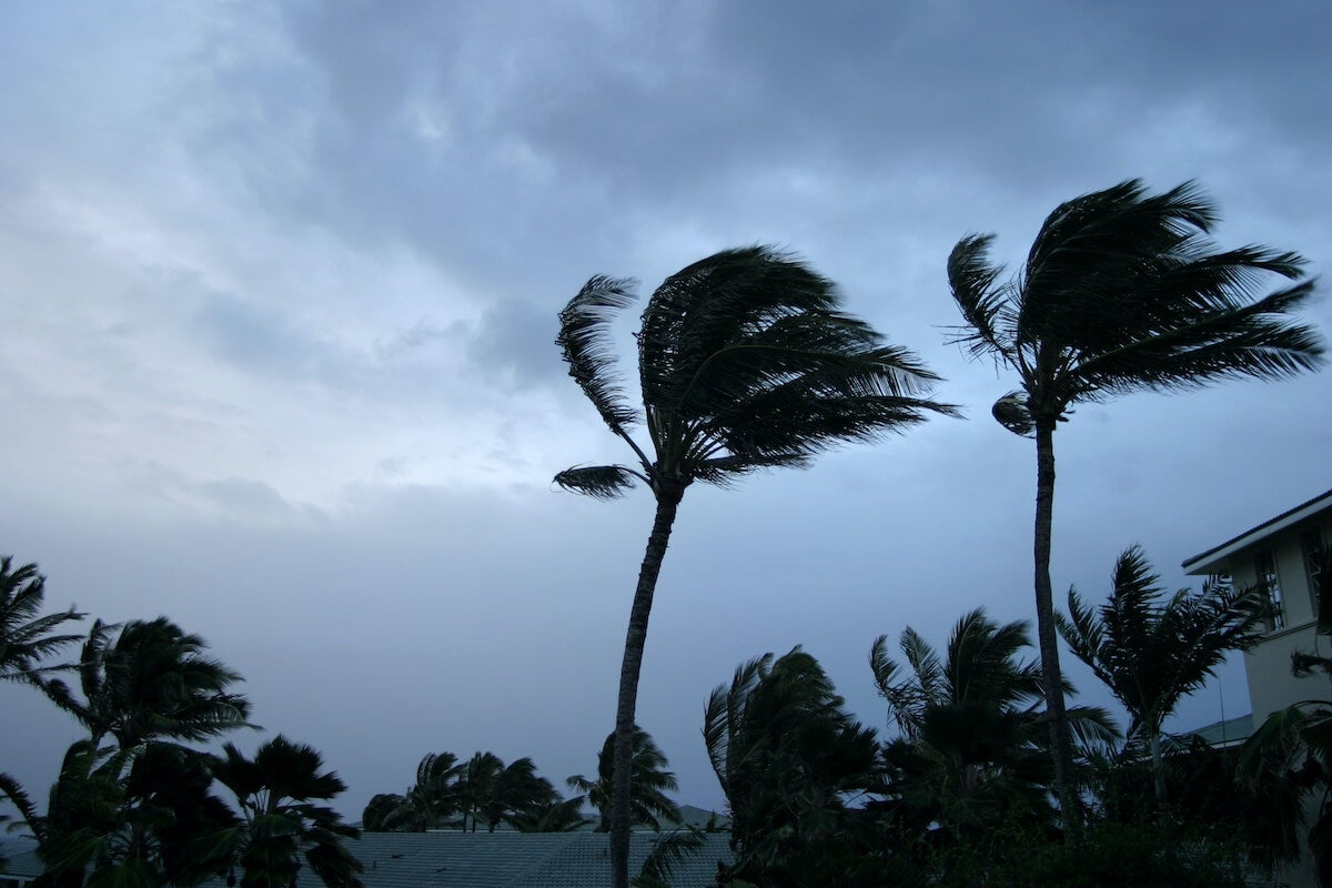 Hurricane winds blowing palm trees
