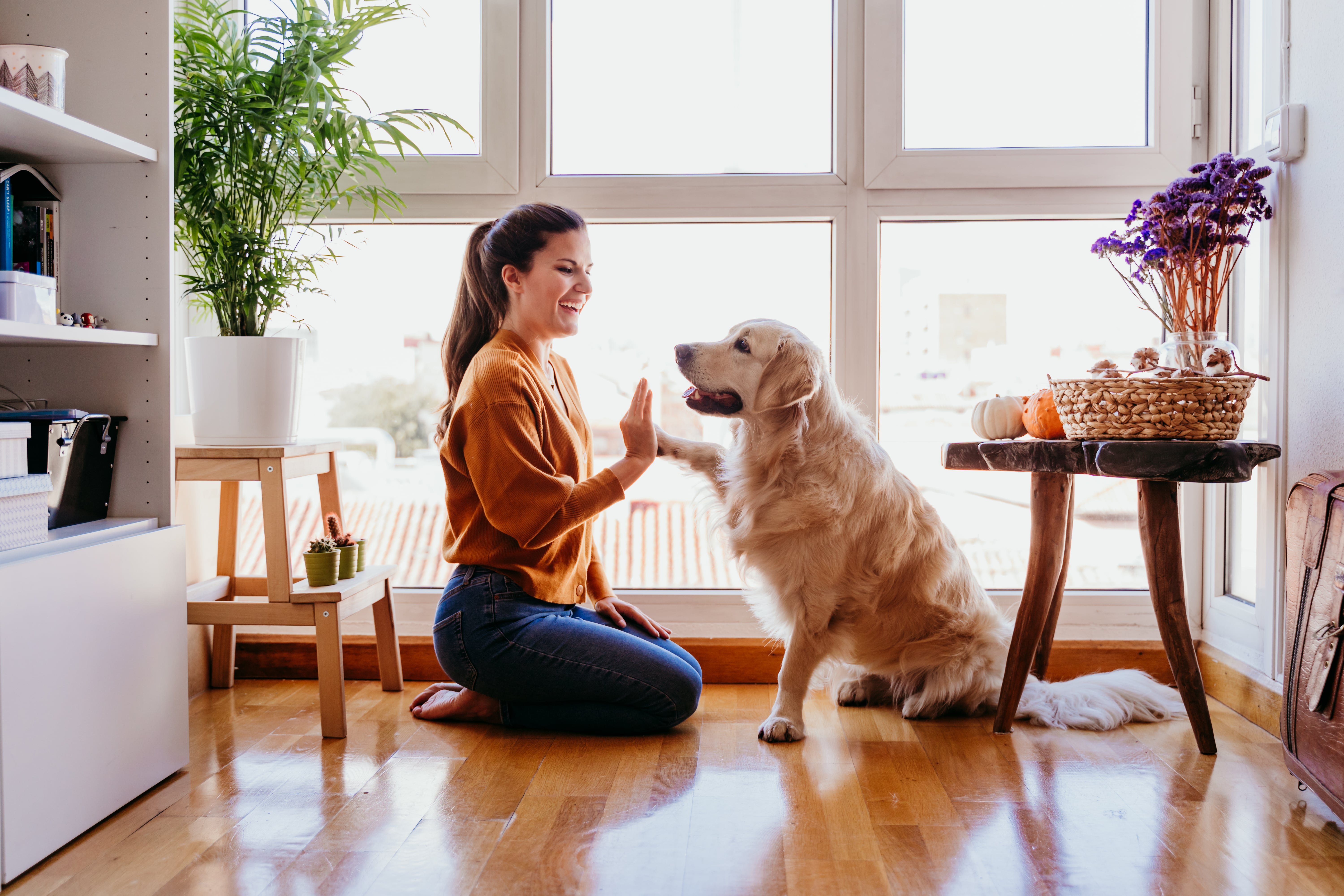 Dog home. Собака и человек. Счастливая собака дома. Человек с собакой в доме. Девушка на полу с собакой в интерьере.