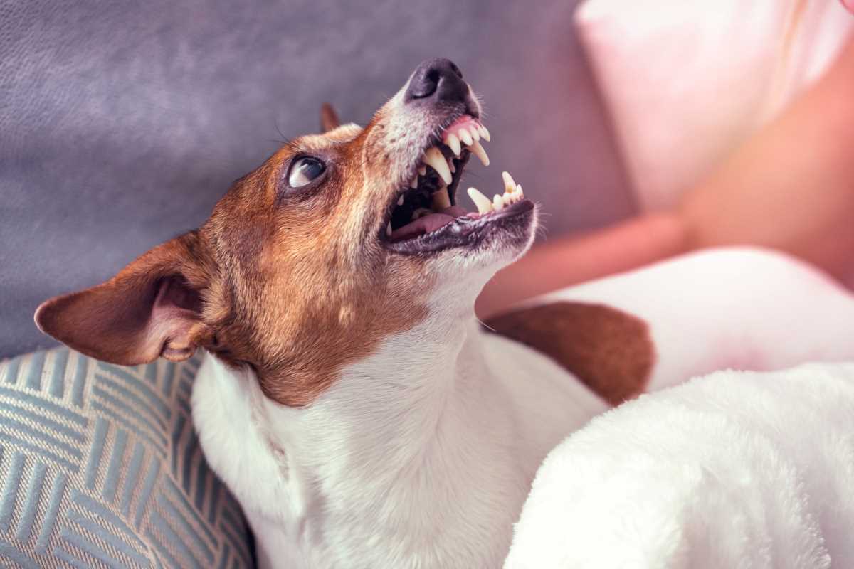 A Jack Russell terrier bears its teeth in response to a threat.