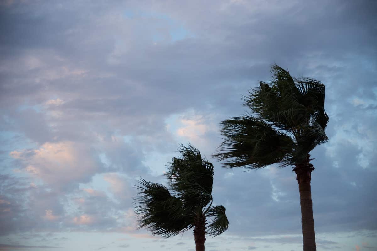 Storm clouds gathering over two palm trees