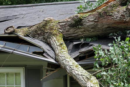 A branch of an oak tree fallen through the roof of a house