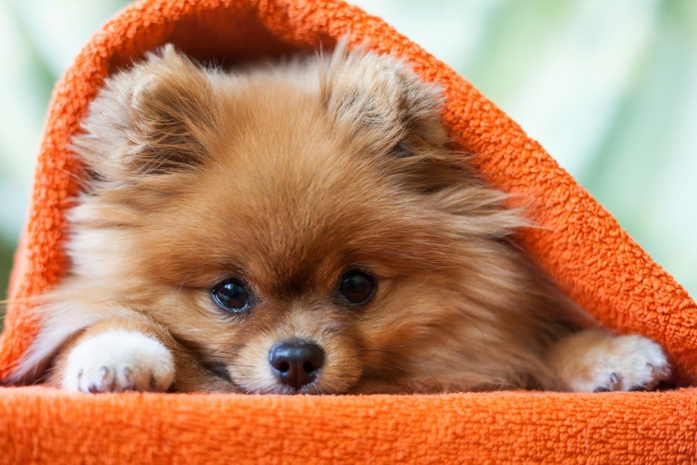 Closeup of a tan Pomeranian peeking out from beneath an orange blanket