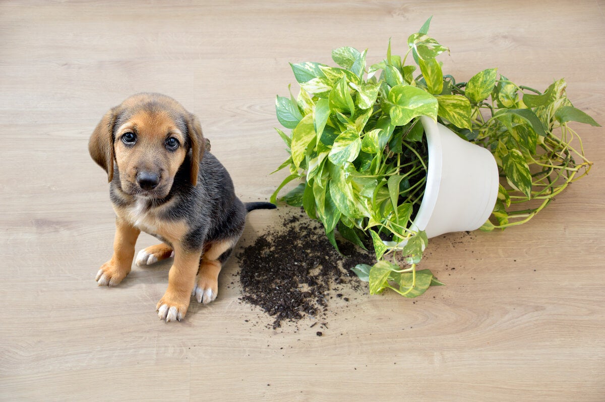 Mischievous beagle puppy next to an overthrown house plant indoors