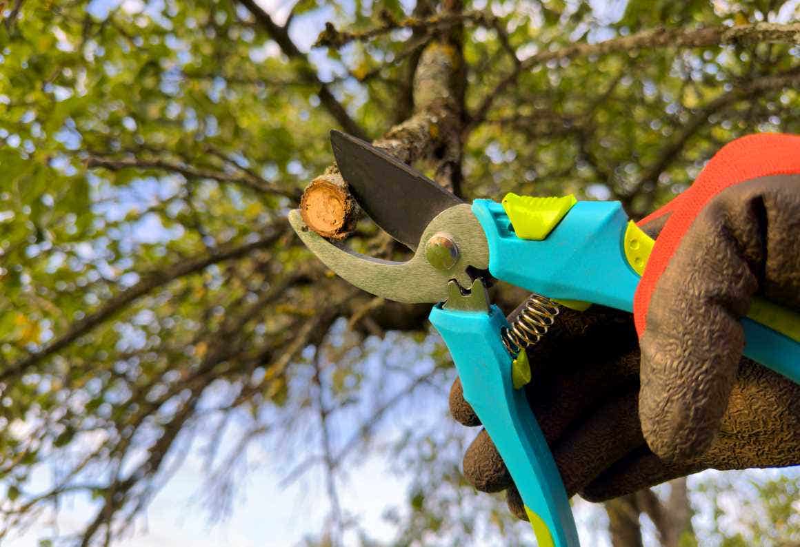 A gloved hand using clippers to trim a tree
