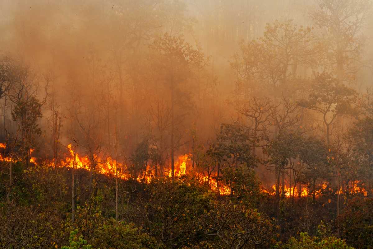 Wildfire in the foothills
