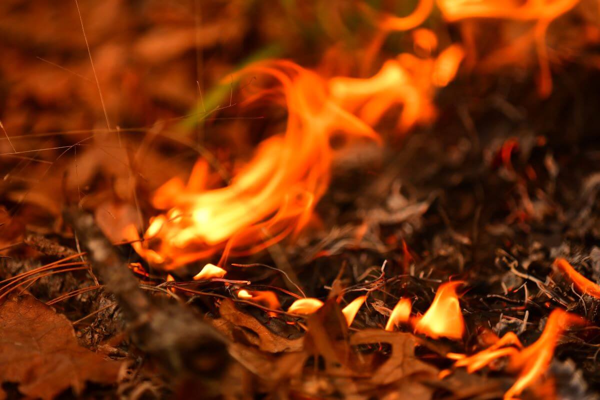 Closeup of a fire on leaf litter